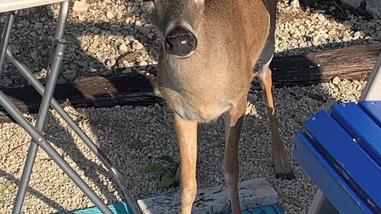 Photo of Others in Big Pine Key