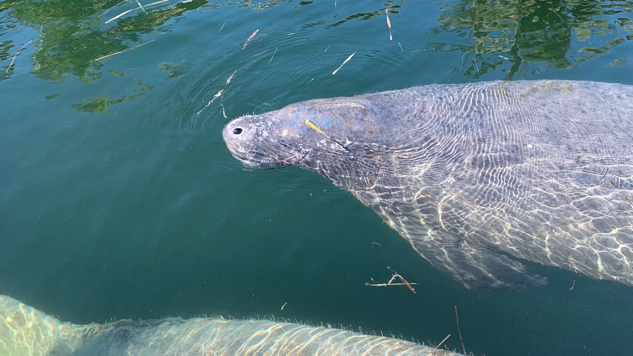 Photo of Others in Big Pine Key
