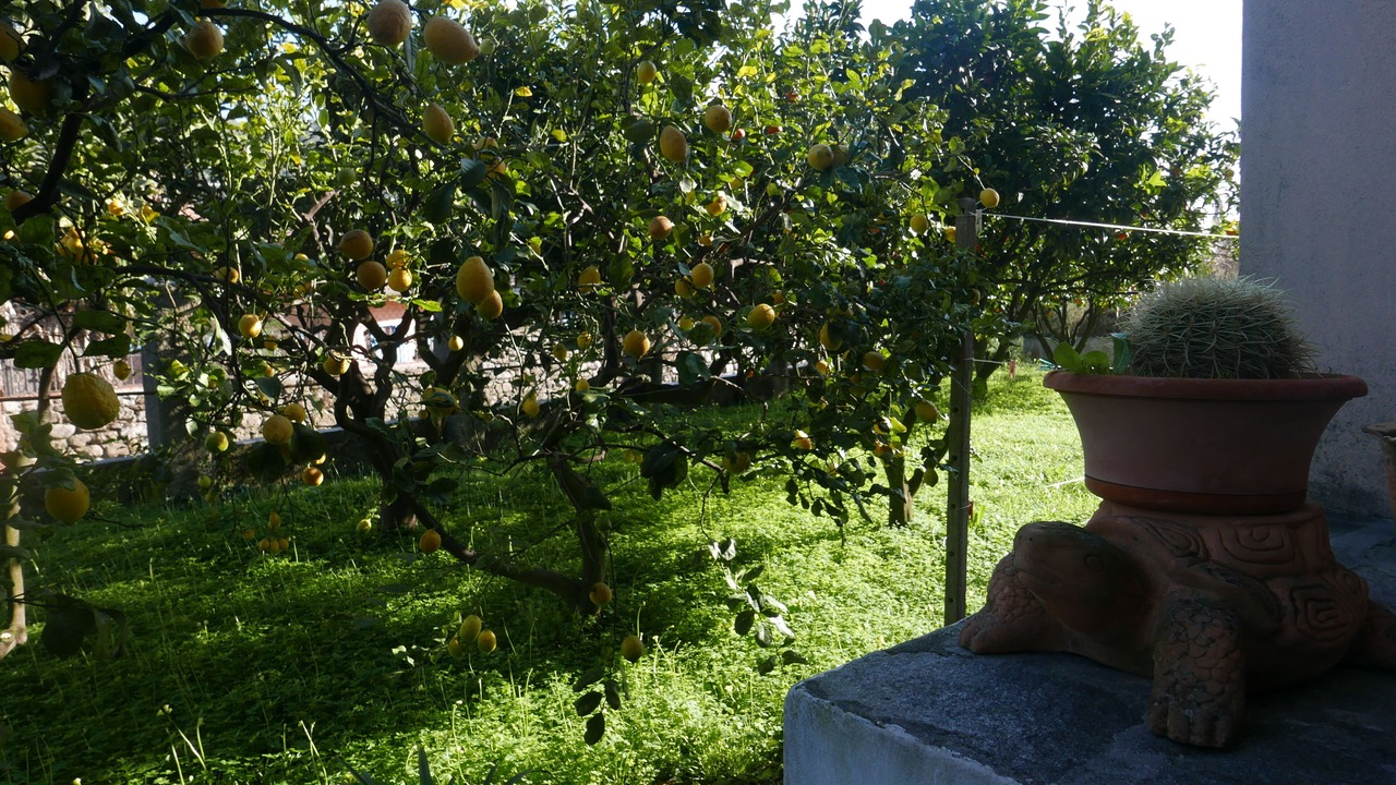 Photo of Outdoor in Camporosso