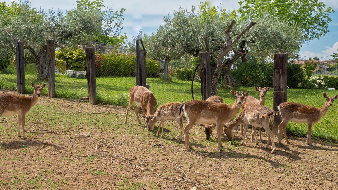 Photo of Others in Citta Sant'Angelo