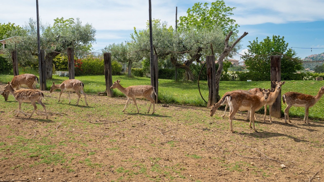 Photo of Others in Citta Sant'Angelo