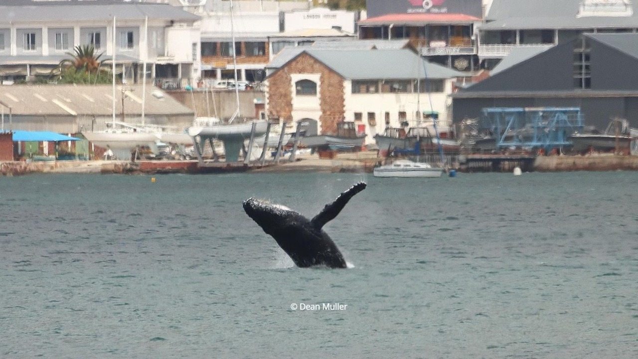 Photo of Others in Simon's Town