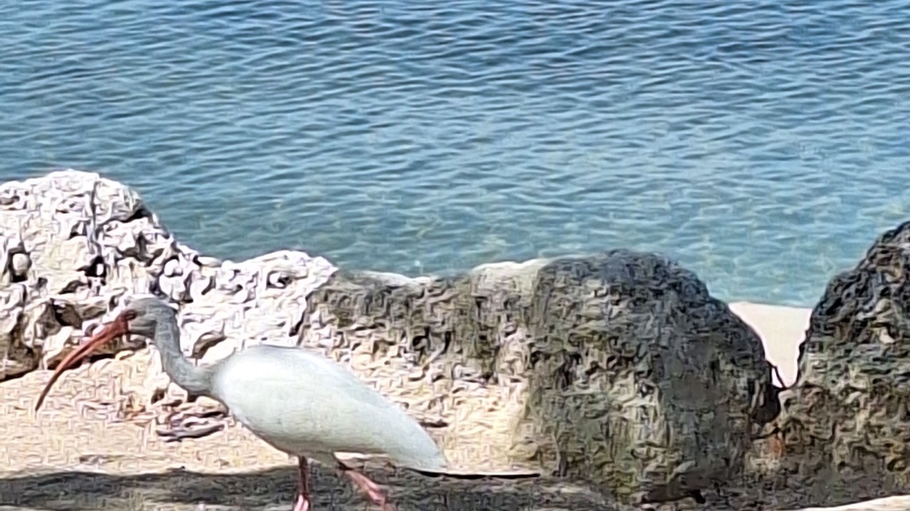 Photo of Others in Rock Harbor