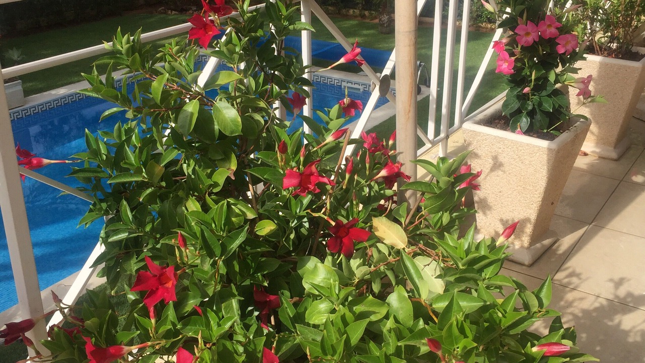Photo of Outdoor in Vilamoura