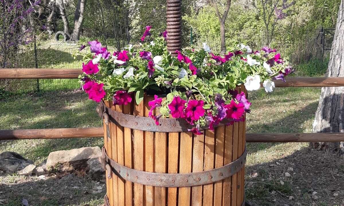 Photo of Outdoor in Montescudaio