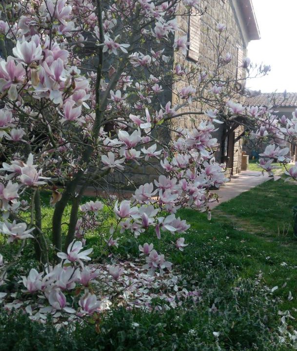 Photo of Others in Pitigliano