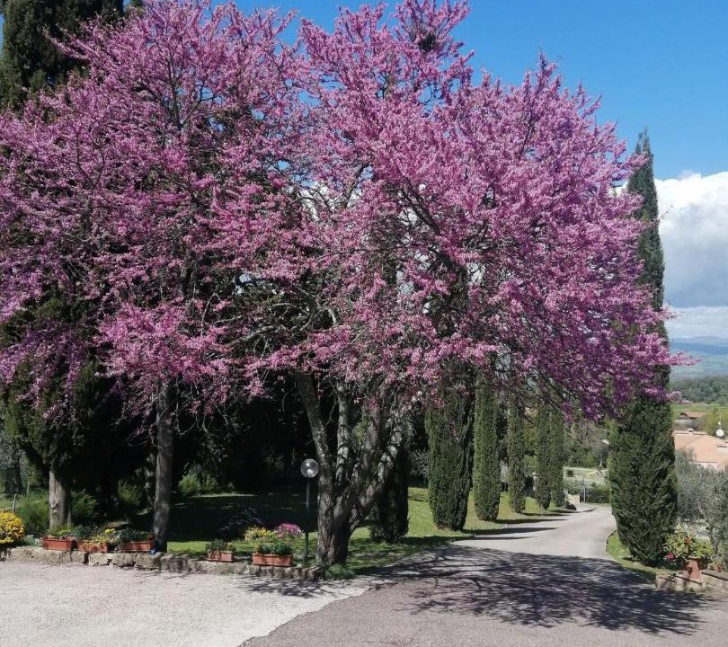 Photo of Others in Montemerano