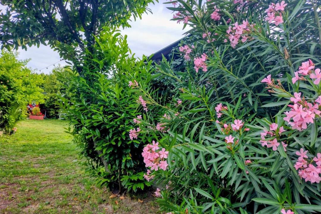 Photo of Outdoor in Montescudaio