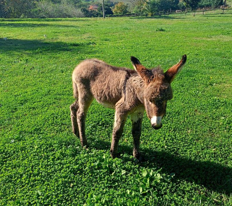 Photo of Others in Rignano Flaminio