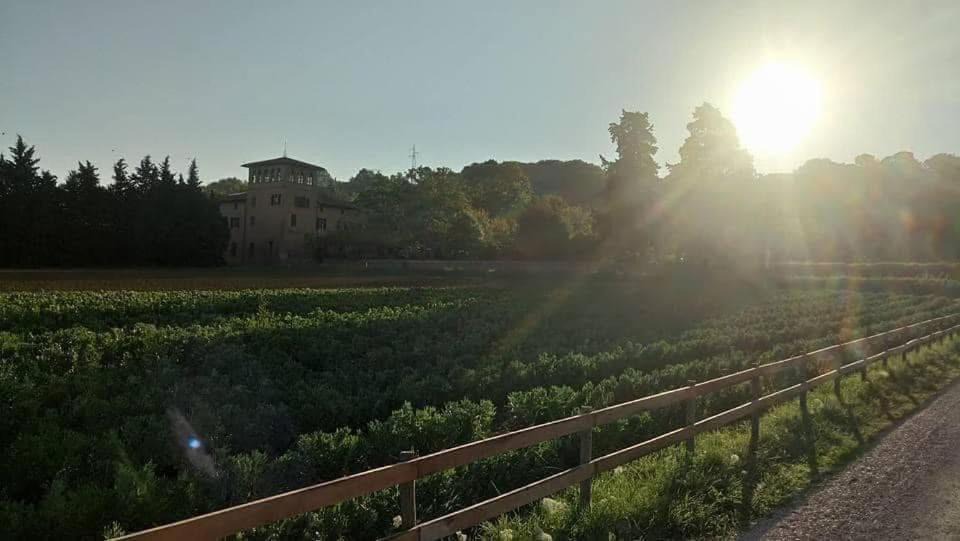 Photo of Others in Torgiano