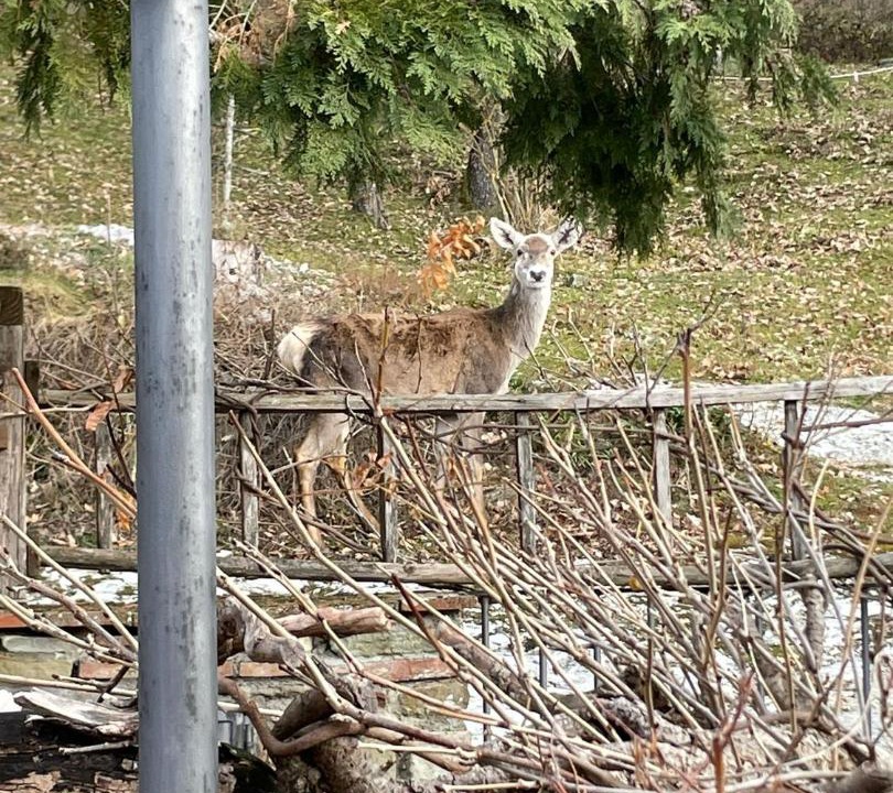 Photo of Others in Moggiona