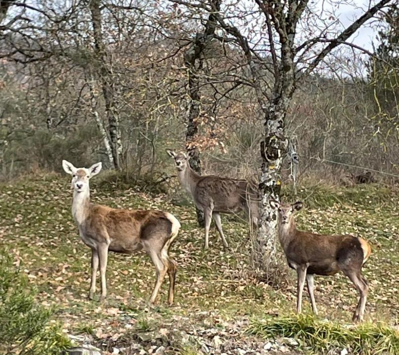 Photo of Others in Moggiona