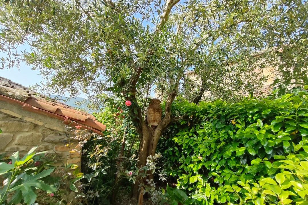 Photo of Others in Pieve di Chio