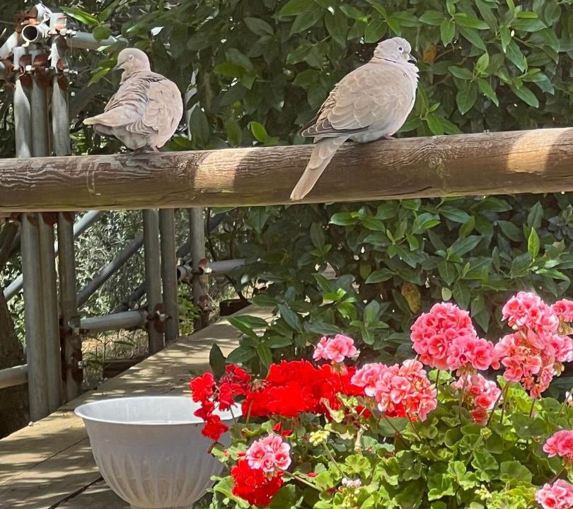 Photo of Others in Monterotondo Marittimo