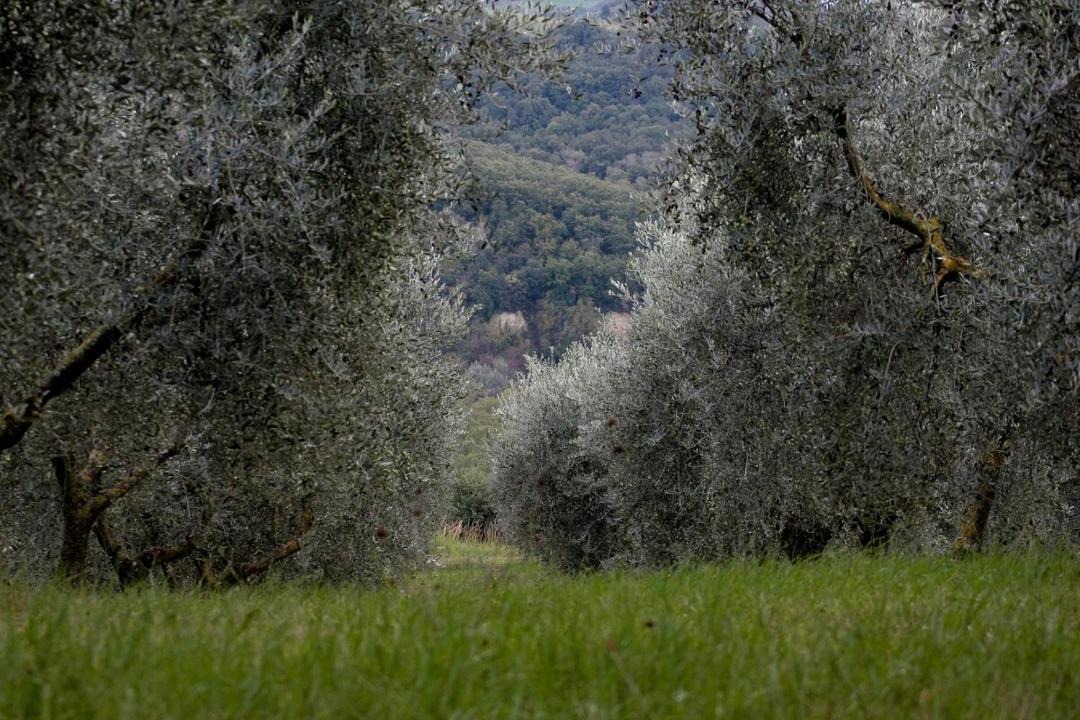 Photo of Others in Montecampano