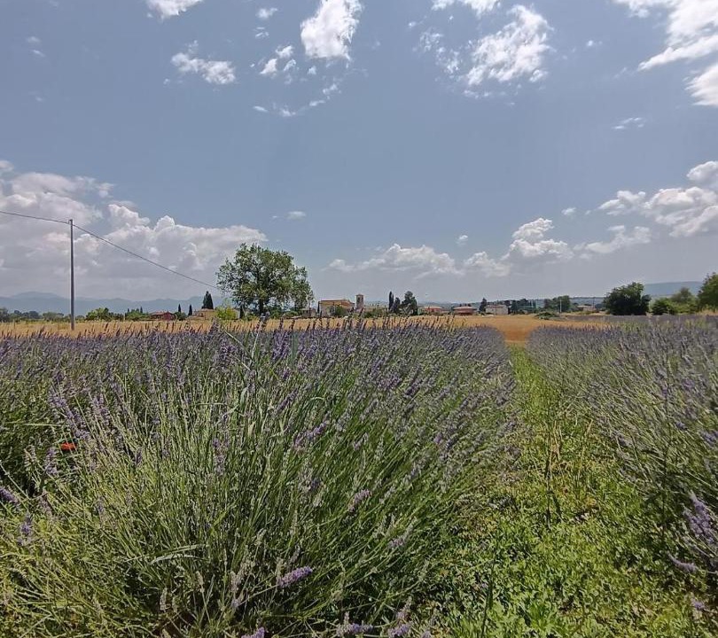 Photo of Others in Montefalco
