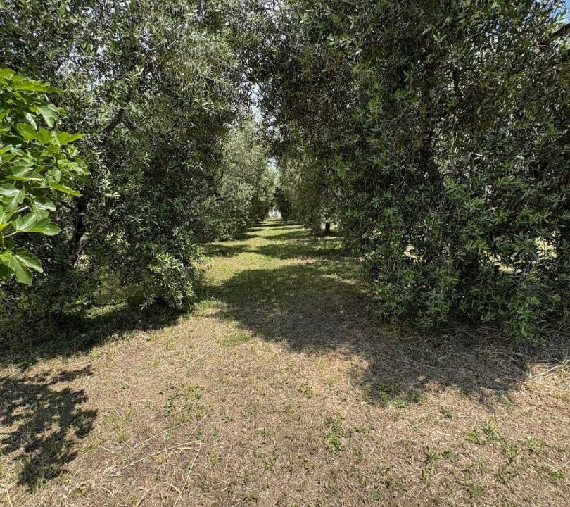 Photo of Others in Cerveteri
