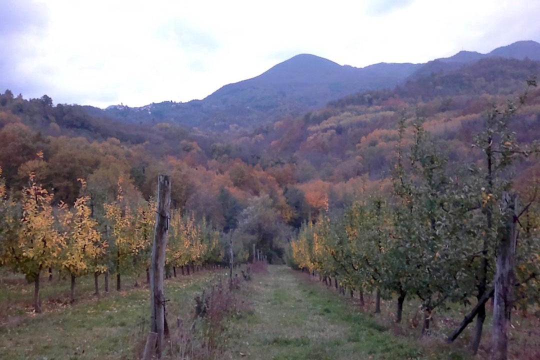 Photo of Others in San Terenzo Monti