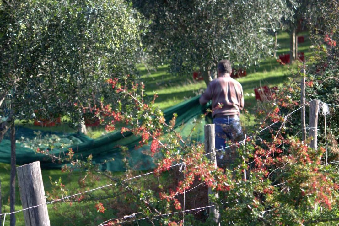 Photo of Others in Selci