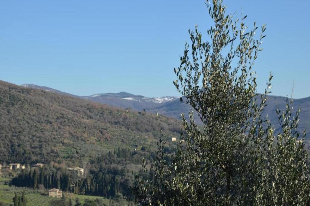 Photo of Others in Camucia