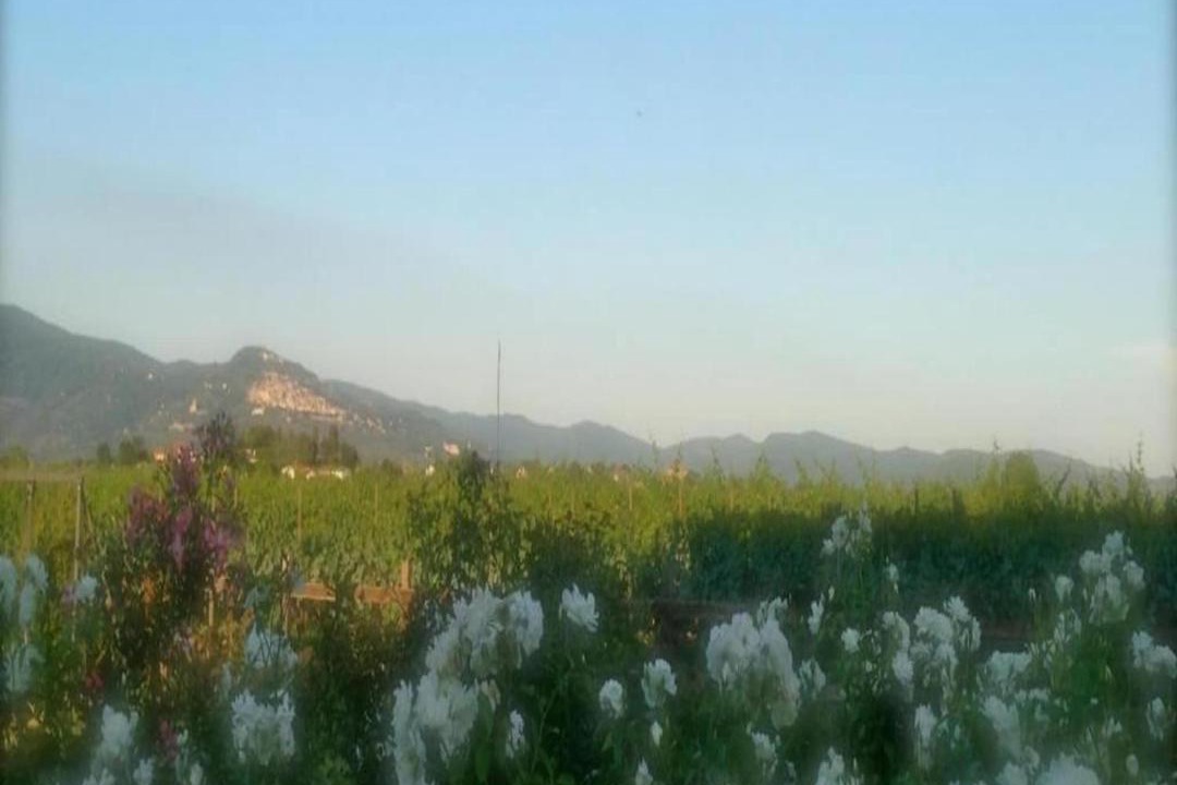Photo of Others in Camucia