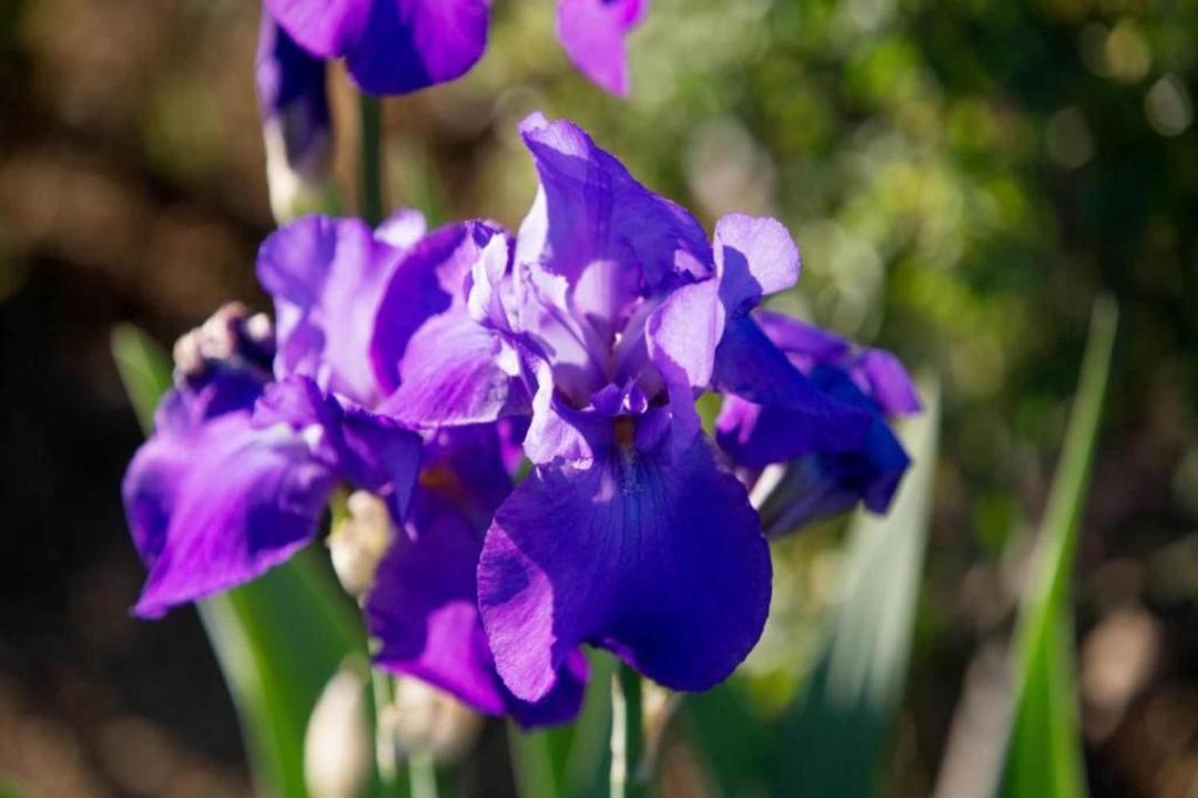 Photo of Others in Camucia