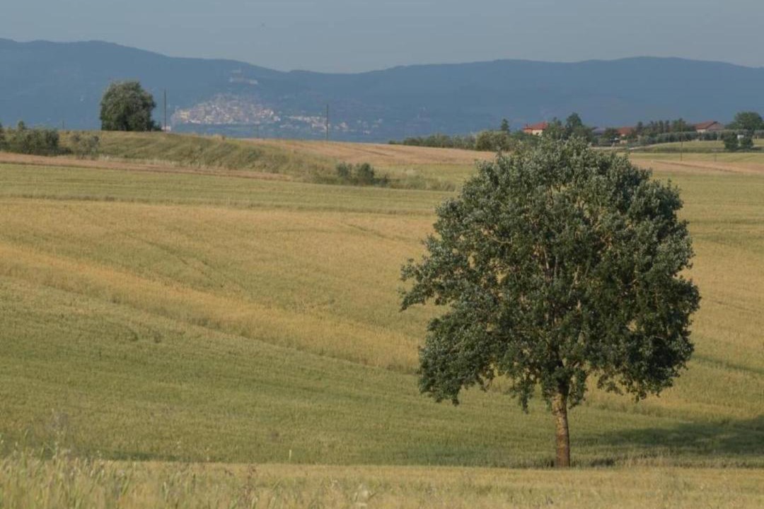 Photo of Others in Camucia