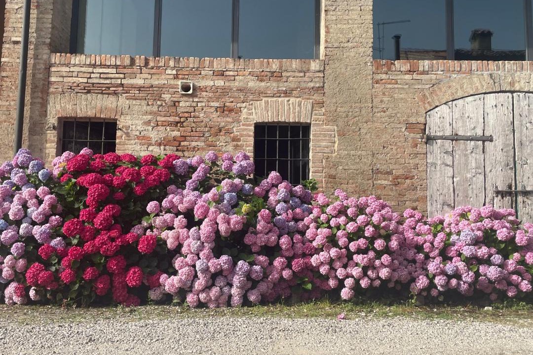 Photo of Others in Viarolo