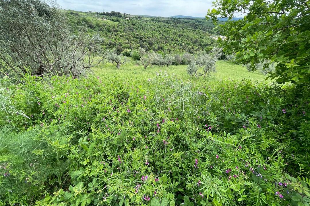 Photo of Others in Monterotondo Marittimo