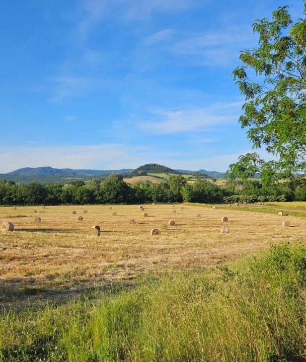 Photo of Others in Montescudaio