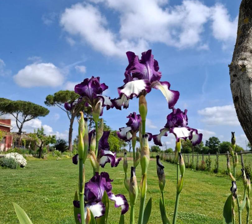 Photo of Outdoor in Tuscania