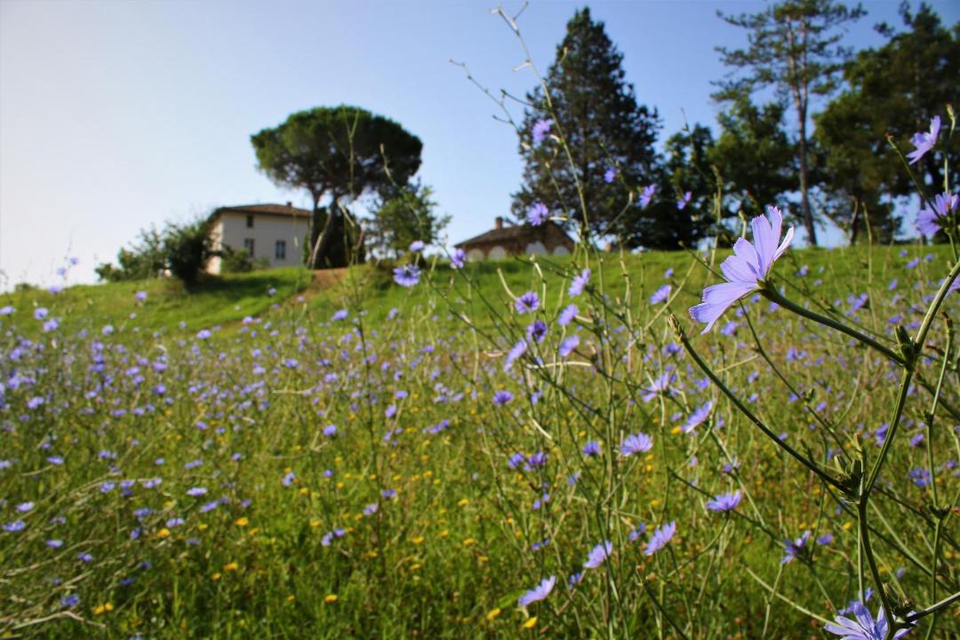 Photo of Others in Piegaro