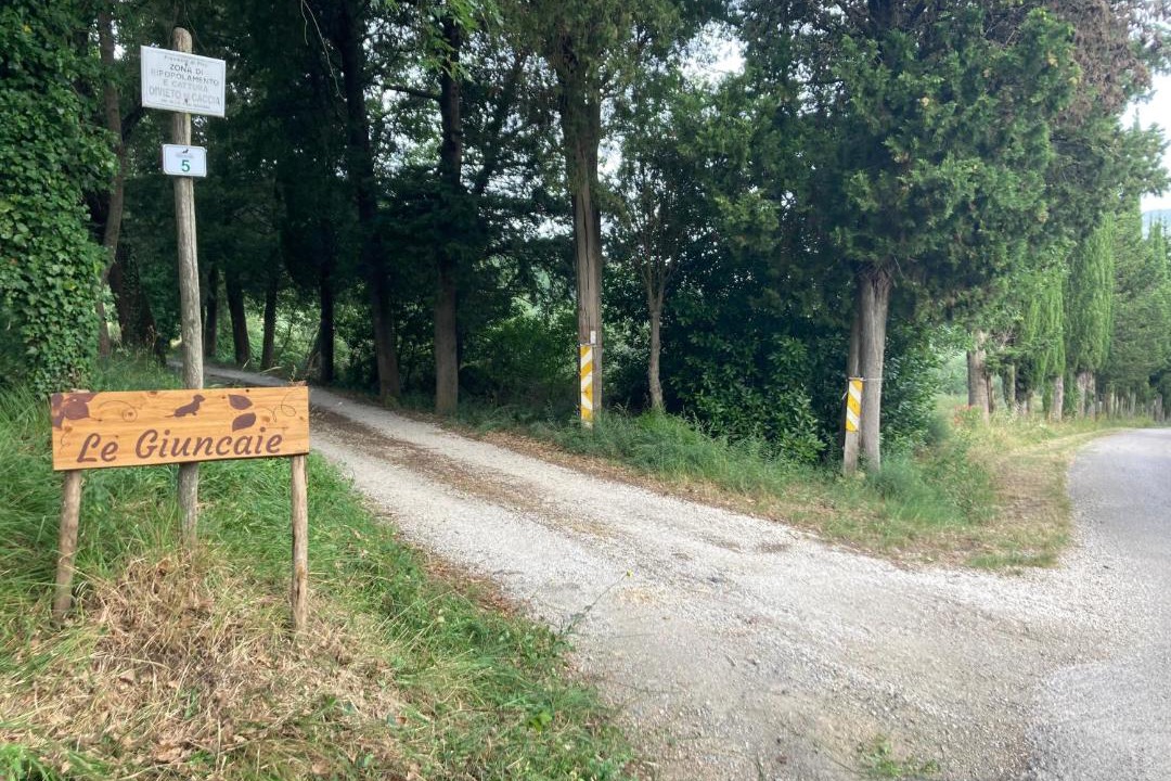 Photo of Others in Montescudaio
