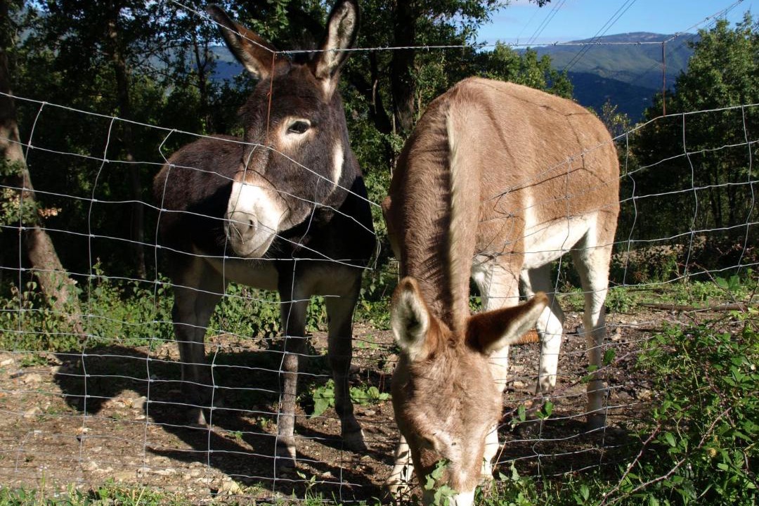 Photo of Others in Pontremoli