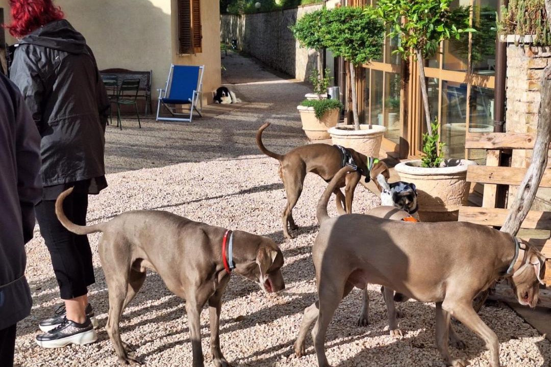 Photo of Others in Trevi