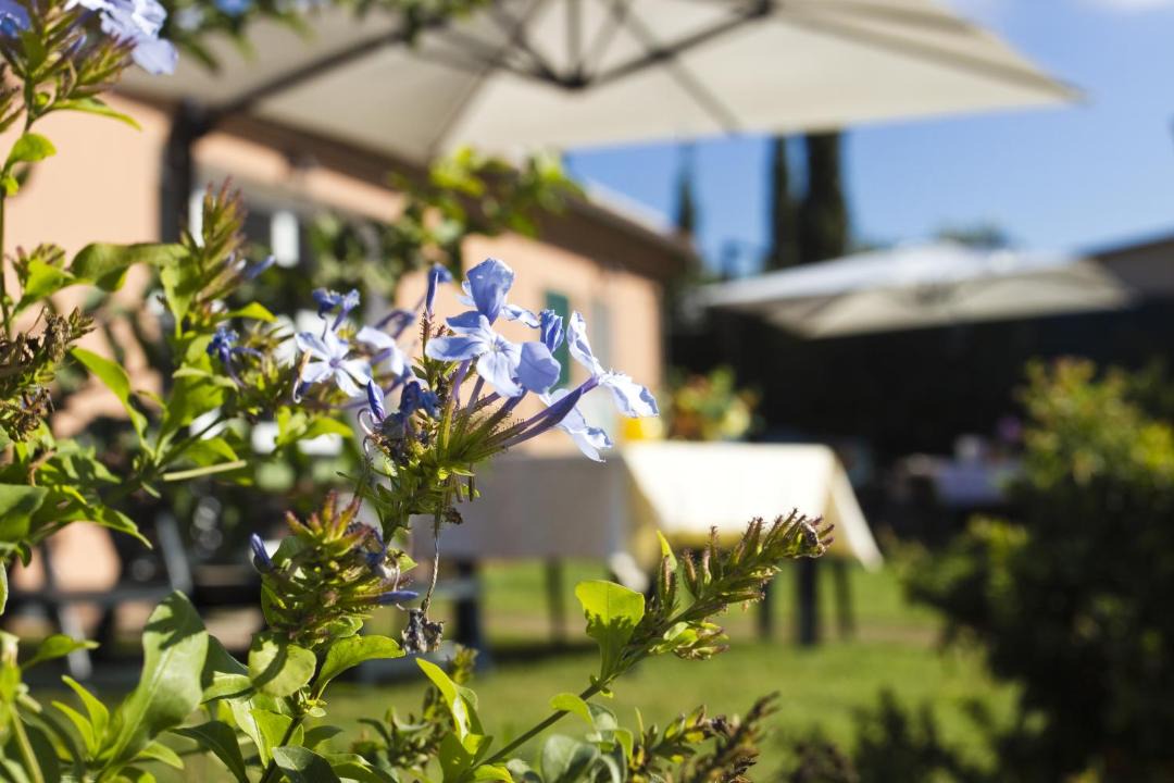 Photo of Others in Bolgheri I