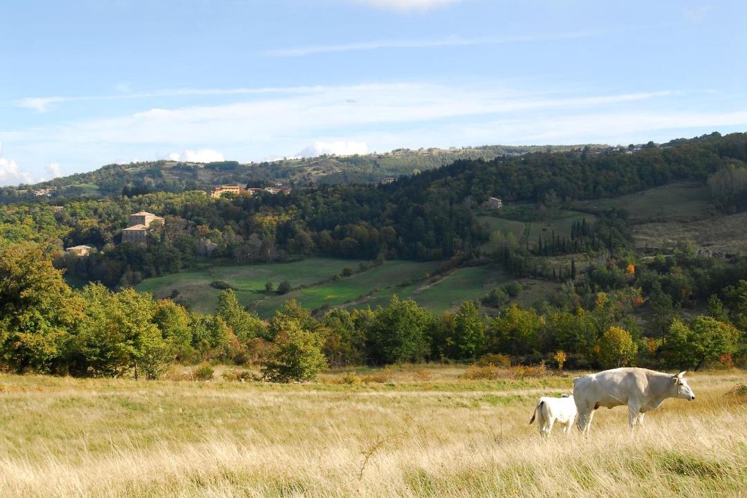 Photo of Others in Vivo dʼOrcia