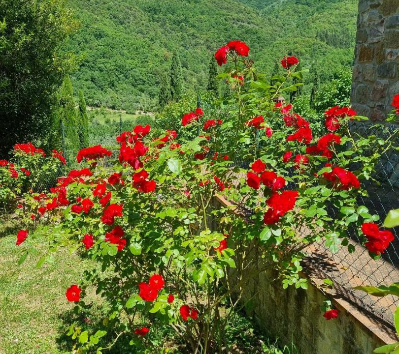 Photo of Others in Greve in Chianti