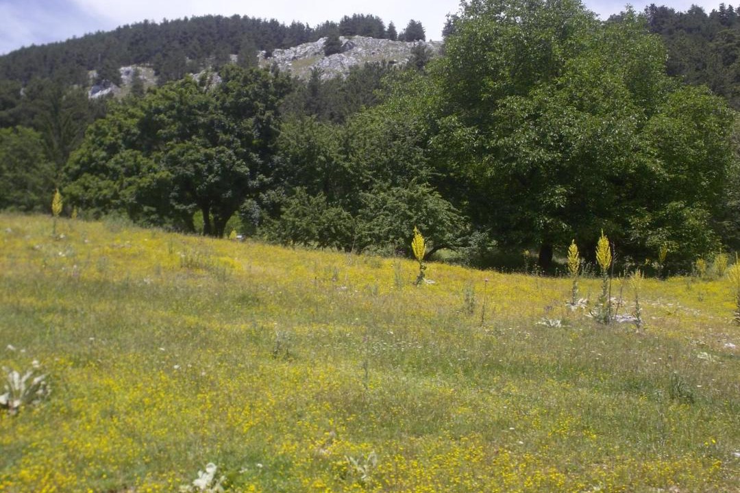 Photo of Others in Pescasseroli