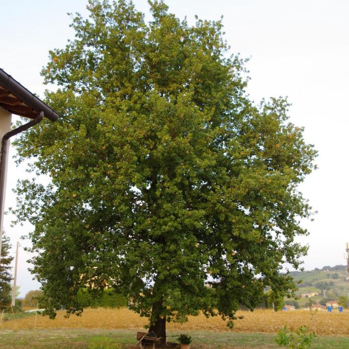 Photo of Outdoor in Fratta Terme