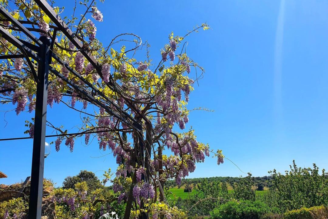 Photo of Others in Magliano in Toscana