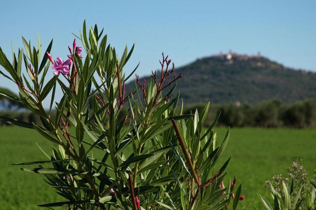 Photo of Outdoor in Braccagni