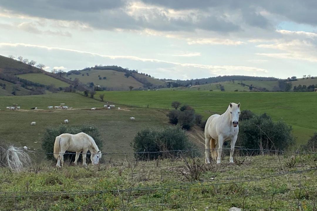 Photo of Others in Campagnatico