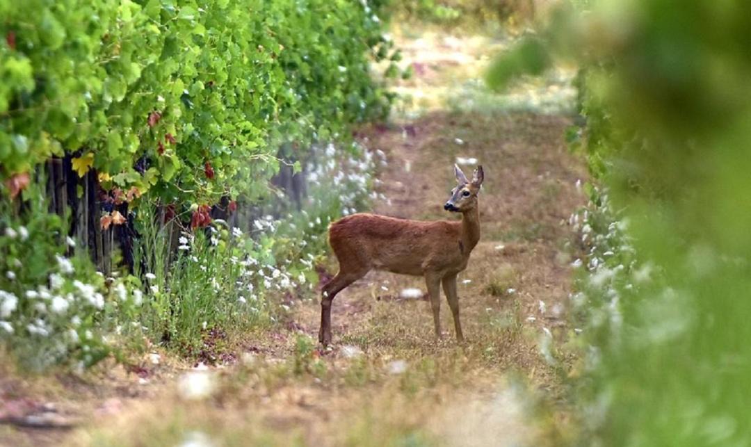 Photo of Others in Greve in Chianti