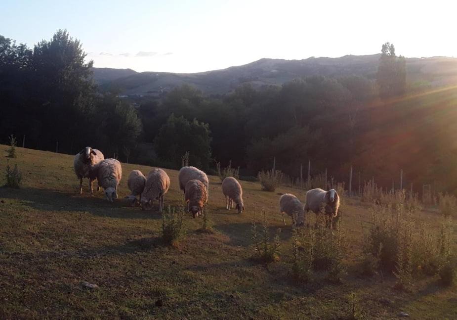 Photo of Others in Meldola