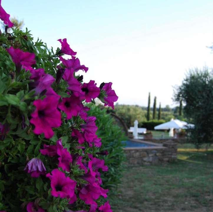 Photo of Others in Suvereto