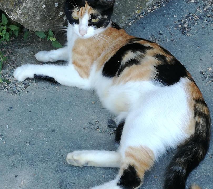 Photo of Others in Montecatini Val di Cecina
