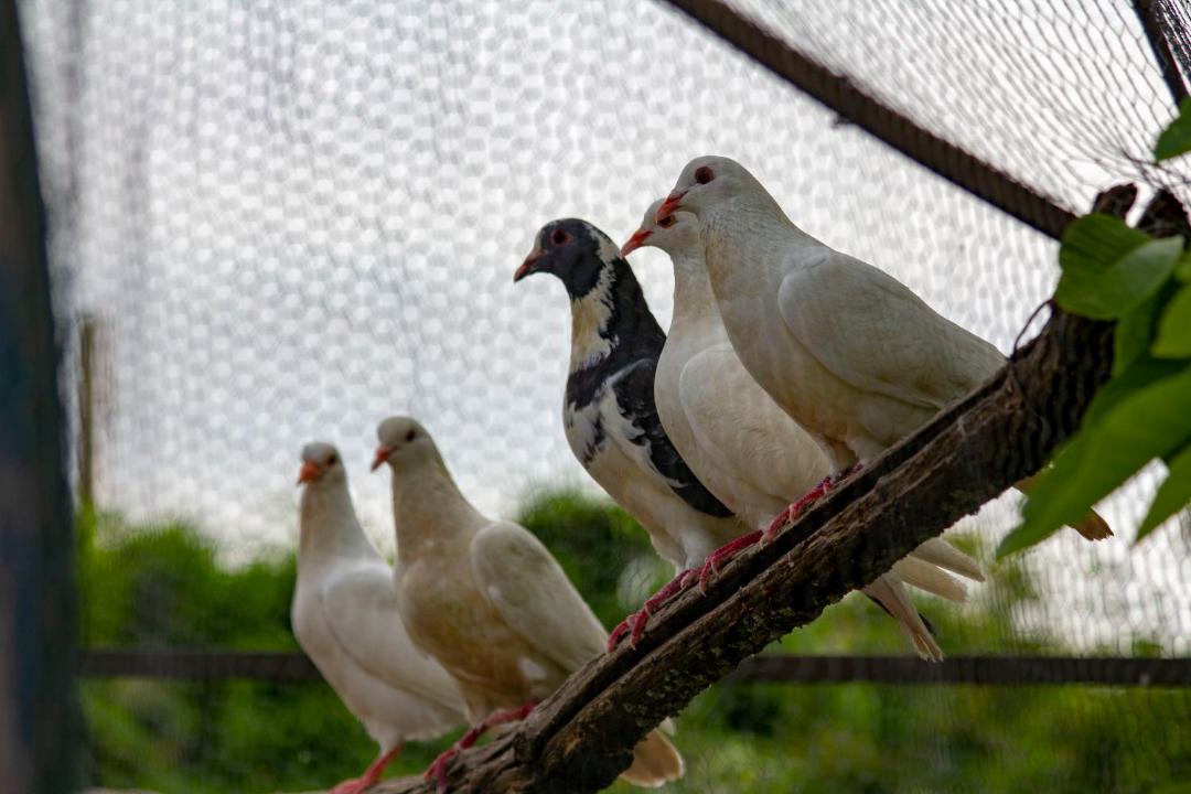 Photo of Others in Avezzano