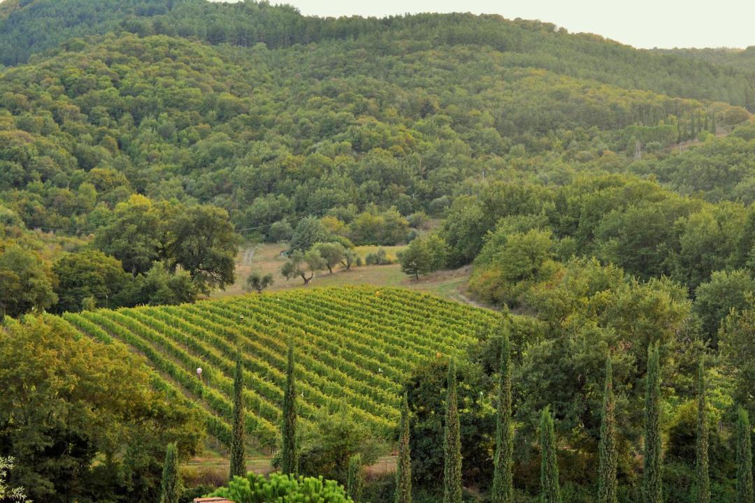 Photo of Others in Monticello Amiata