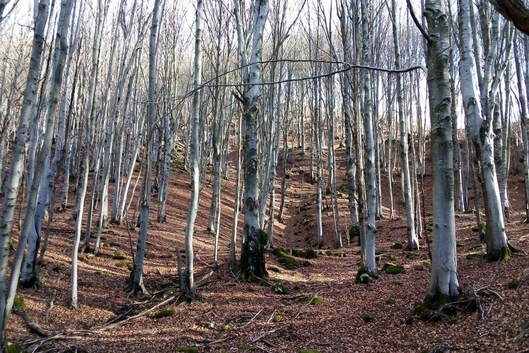 Photo of Others in Montelungo Superiore